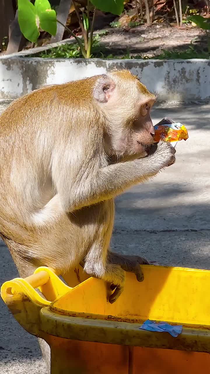 원이가 동물원 환경에서 음식을 즐기고 있습니다.