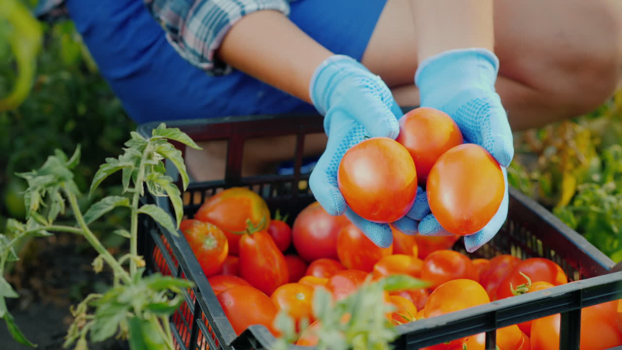 농부의 손은 채소를 수확하는 정원에서 잘 익은 토마토 몇 개를 들고 있다