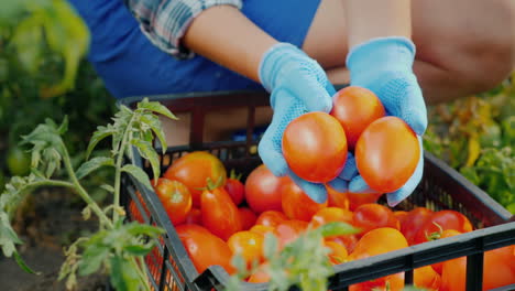 las manos de los granjeros sostienen varios tomates maduros en el jardín cosechando verduras