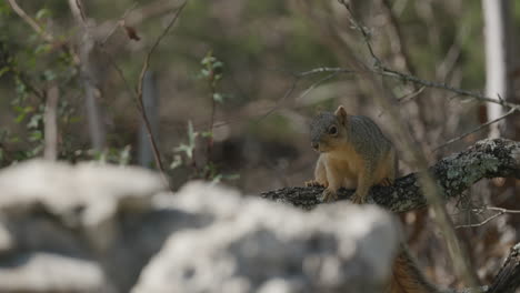 fox squirrel sitting on a branch in a meadow, scratches itself, and leaps away - sciurus niger