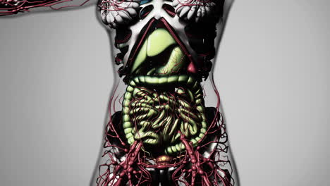 animation-of-human-internal-organs