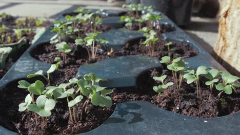 kale growing in trays outdoors before transplanting