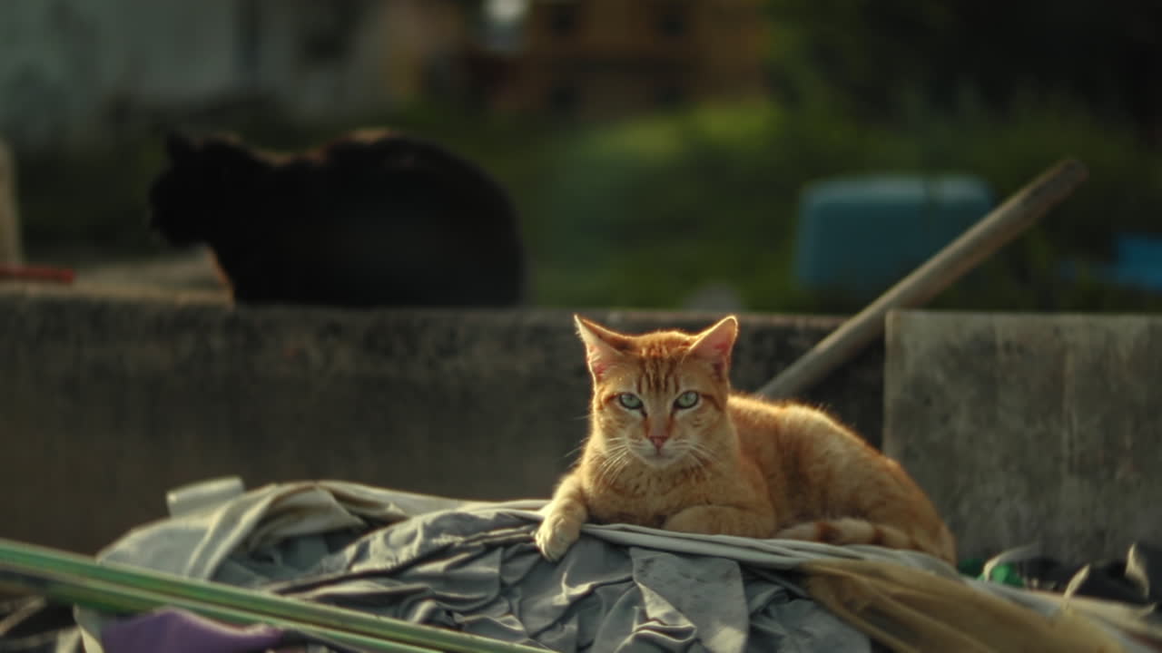 gato tabby naranja tomando el sol en un refugio de animales con un gato negro en el fondo