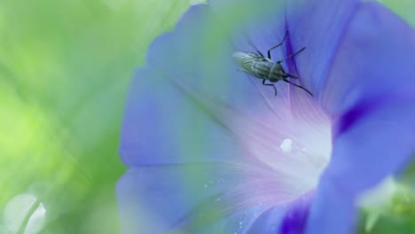 macro shot of an insect collecting pollen from a purple ipomoea