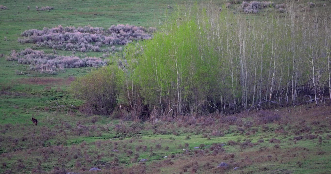 Weite Landschaftsaufnahme eines Grauwolfs, der sich umdreht, um einen Vogel zu beobachten, bevor er wegschaut. Naturaufnahmen von Wildtieren, die aufmerksames Verhalten in einem nordamerikanischen Tal zeigen