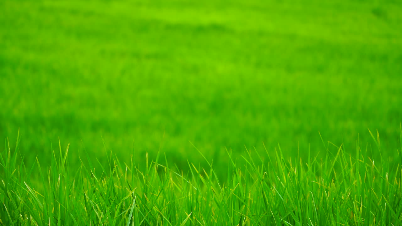 녹색 필드 배경은 근접으로 볼 수 있습니다.