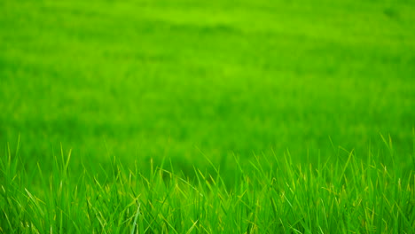 green field background in close up view.