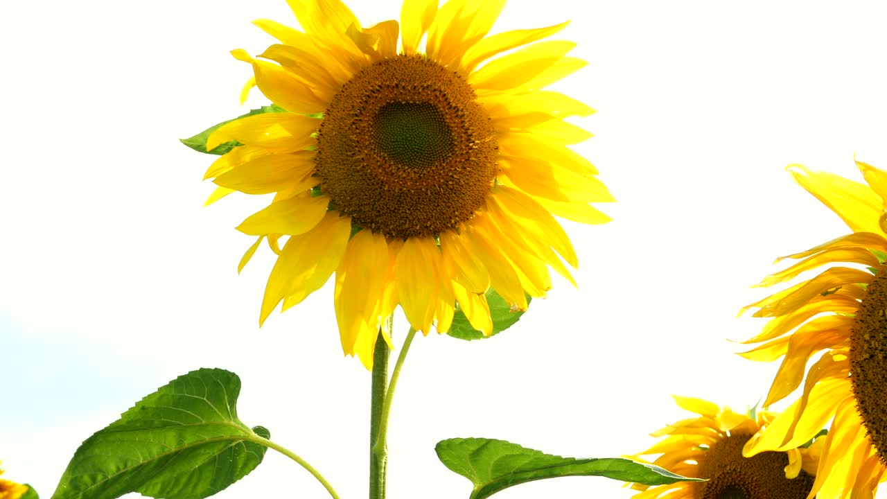 밝은 빛의 여름날에 꽃이 피는 해바라기 들판과 밝은 뒷빛의 태양.