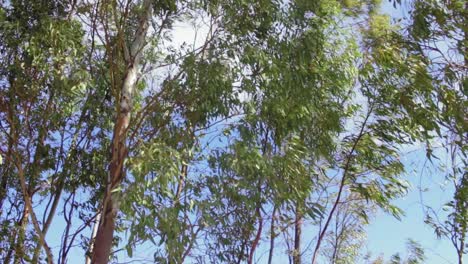 una toma de árboles tamizándose a través de la brisa de la tarde
