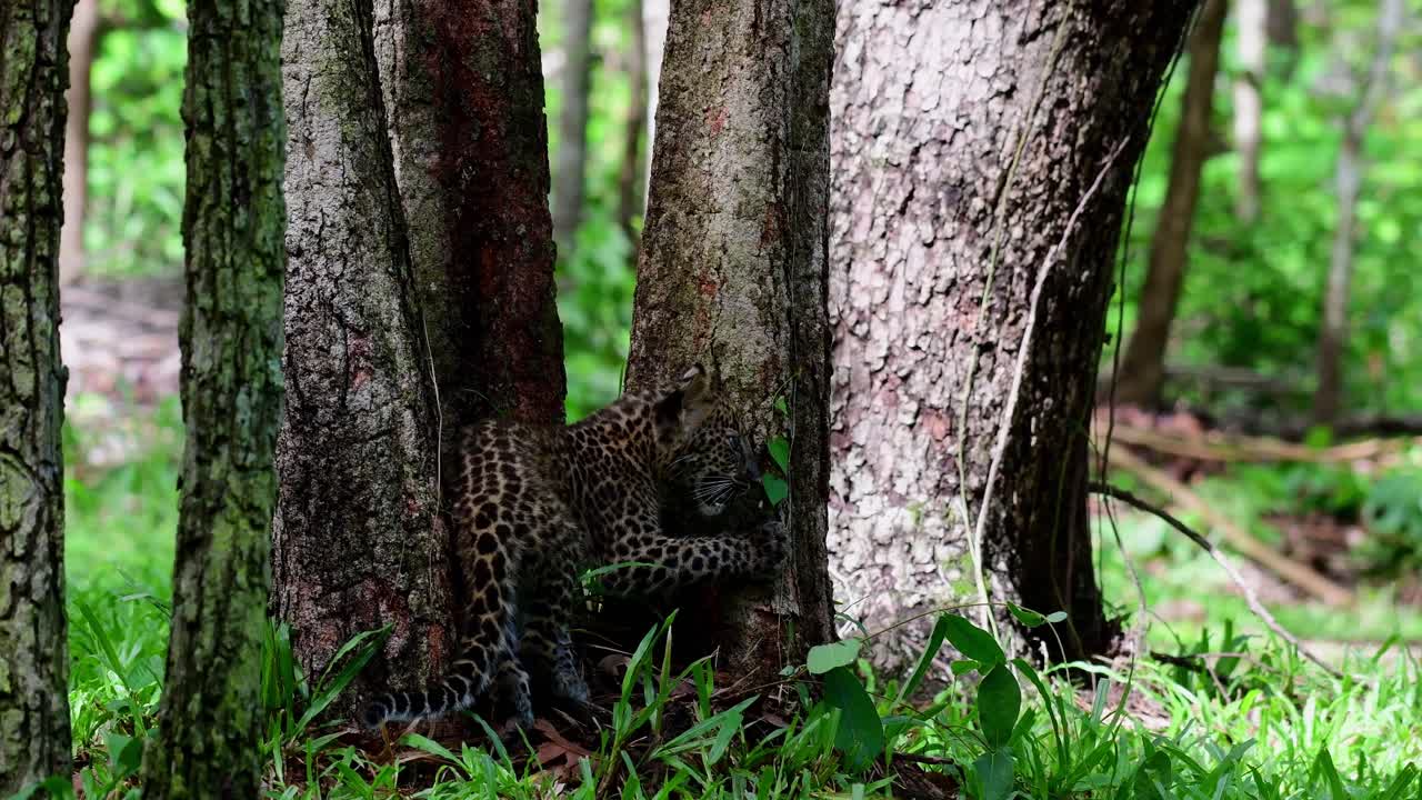 индокитайский леопард, panthera pardus delacouri
