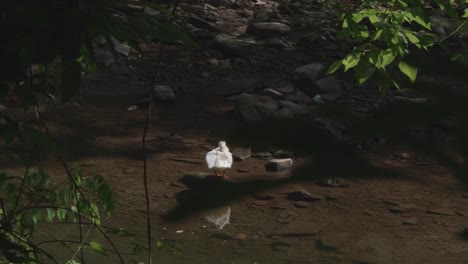 Schneegänse,-Die-Sich-Am-Wissahickon-Creek-Sonnen-Und-Reinigen