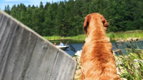 Viszla-Hund-Sitzt-Auf-Dem-Steg-Und-Beobachtet-Mann-Und-Junge-Im-Boot,-Rack-Fokus,-Fokusverschiebung