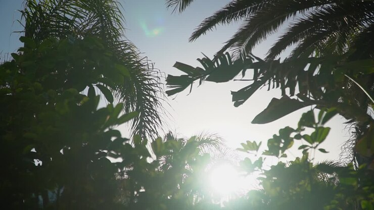 Sun Shining Through Leaves Of Tropical Vegetation On Holiday Destination 1