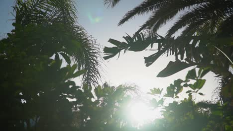 sun shining through leaves of tropical vegetation on holiday destination 1