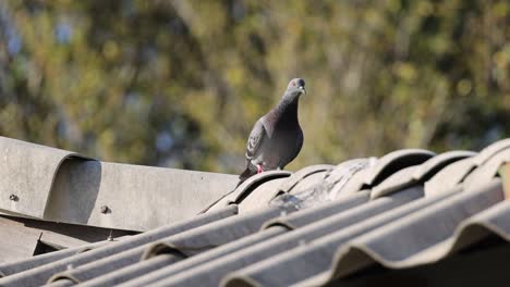 pigeon walking along a tiled roof