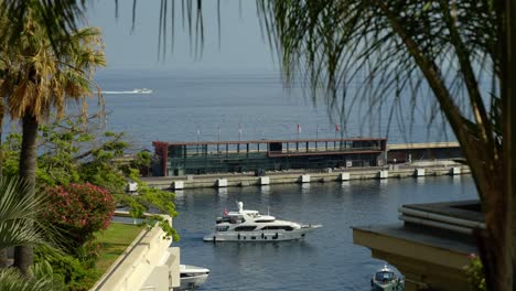 luxury yachts in monaco's harbor framed by lush greenery and palm trees