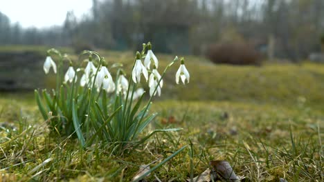 Hintergrundbeleuchtete-Schneeglöckchen-In-Einem-Sonnigen-Morgengarten,-Fock-Abgeschossen,-Niedriger-Winkel