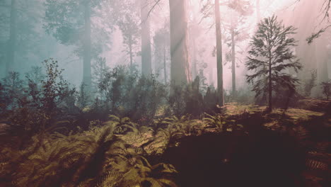 Riesige-Mammutbäume-Im-Sequoia-Nationalpark