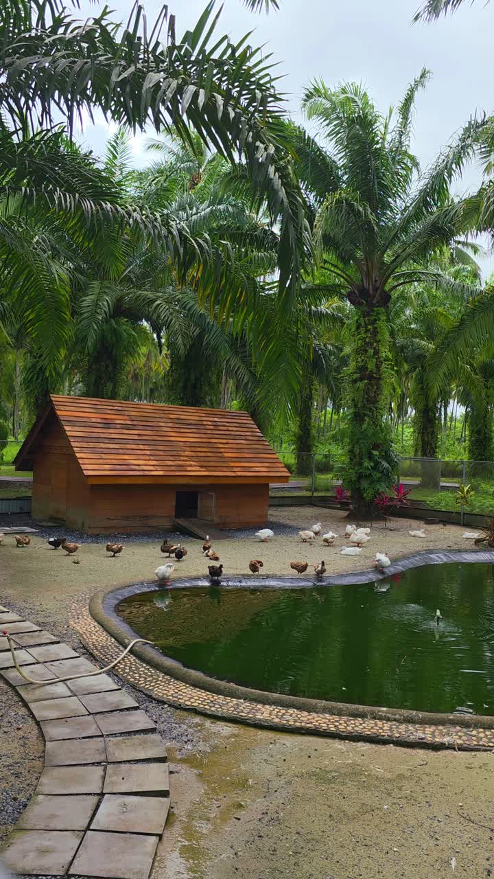 Ducks and geese roaming freely around a pond at a luxury farm, a unique eco-tourism experience at a tropical resort in Khao Lak - vertical wide shot