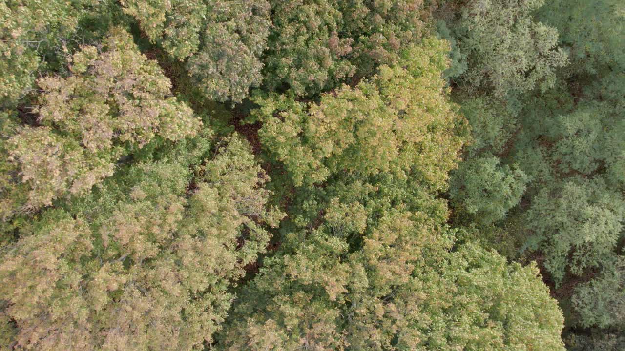 imágenes de drones aéreos de árboles con colores otoñales tomadas en un lugar llamado uetz en brandeburgo, alemania