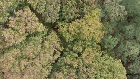 Imágenes-De-Drones-Aéreos-De-árboles-Con-Colores-Otoñales-Tomadas-En-Un-Lugar-Llamado-Uetz-En-Brandeburgo,-Alemania