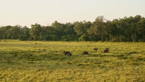 Luftaufnahme-Von-Einer-Fahrt-Mit-Dem-Heißluftballon-über-Der-Afrikanischen-Tierwelt-Im-Masai-Mara-Nationalreservat,-Kenia,-Afrika-Safaritiere-Im-Nordschutzgebiet-Der-Masai-Mara