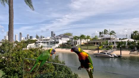 el loro vuela sobre las pintorescas casas frente al mar.