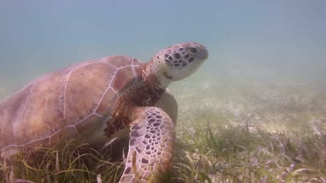 tortuga 37