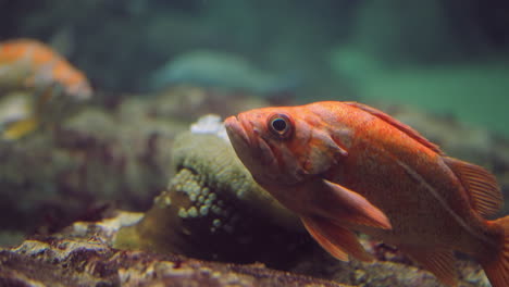 Close-Up-View-Of-Marine-Ray-Finned-Species-Canary-Rockfish