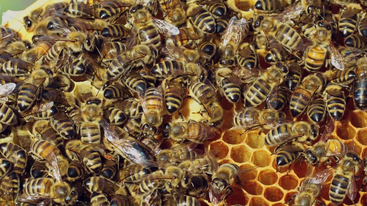 Swarm of amazing bees crawling on honeycomb and working hard at day in the open air. Frame filled with busy bees buzzing and swarming in summer. Close-up. Slow motion