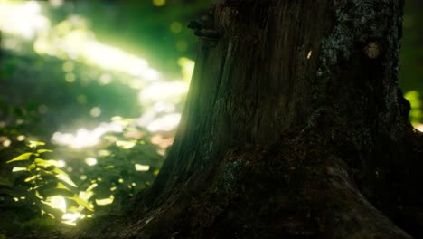 Sunlight-rays-pour-through-leaves-in-a-rainforest