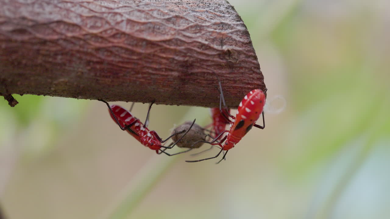Three red cotton bugs feed on a single seed ball, clashing with their proboscises beneath the wood