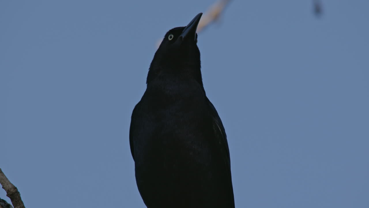 Primo piano di un corvo nero che gracida.