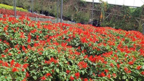 the beautiful flowers and grass beds of cameron highlands malaysia