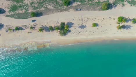 beach with exotic palm tree , ocean waves aerial drone top-down view sandy shore