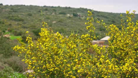 Arbusto-Espinoso-De-Escoba-En-Las-Colinas