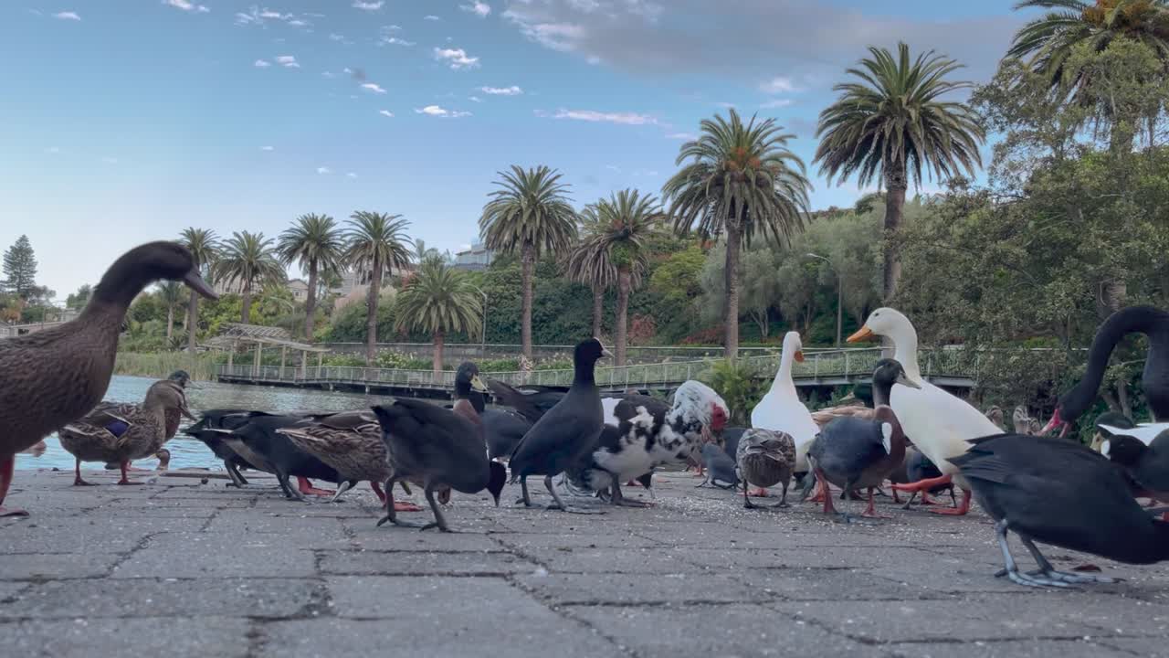 patos ganso y mallard alimentándose cerca del lago en whanganui, nueva zelanda