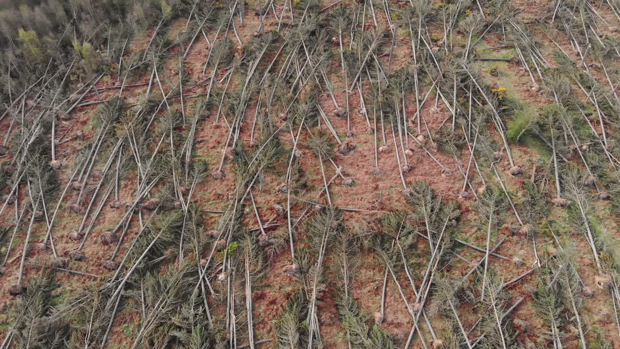 강한 바람을 동반한 큰 폭풍의 여파에 대한 조감도