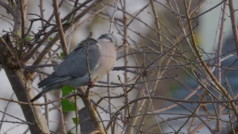 Single-wild-wood-pigeon-sitting-high-up-in-a-Sycamore-tree,-preening,-cleaning-its-feathers