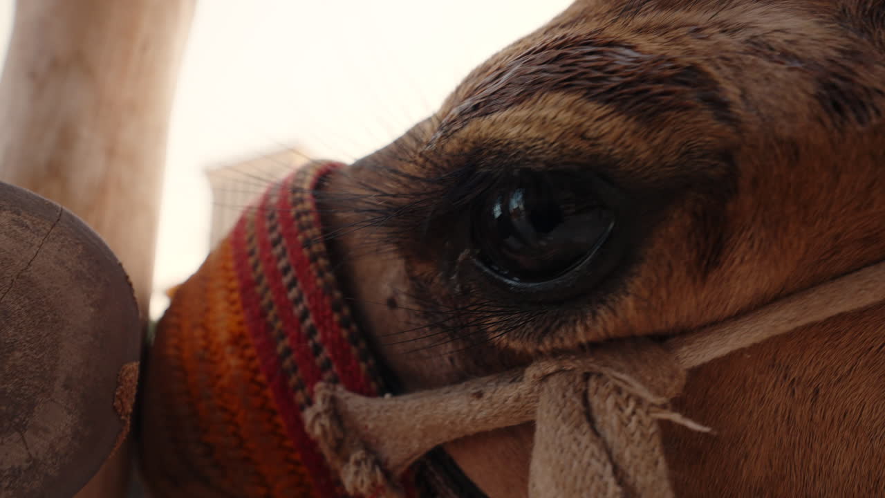 Close-up of a camel's eye and head