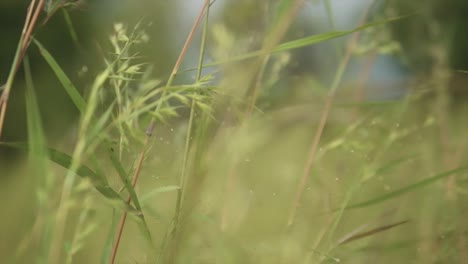 Romantic-B-roll-footage-with-blurred-background