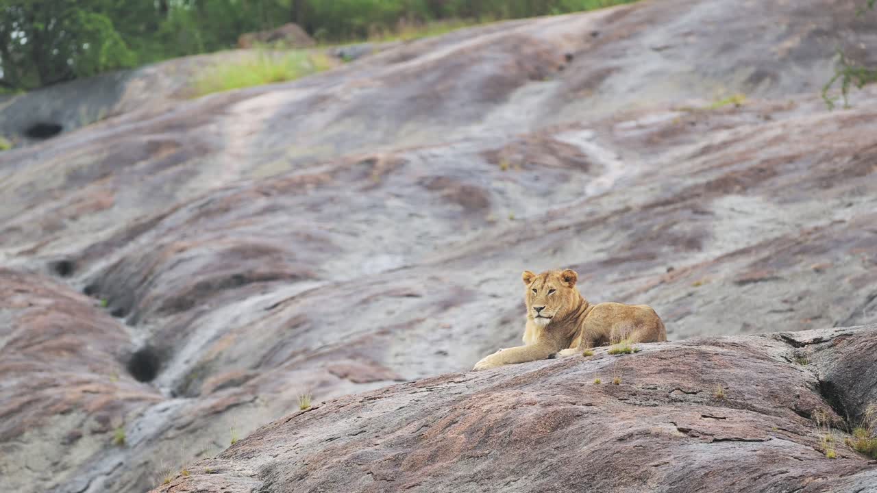 Lion in Serengeti National Park in Tanzania in Africa, Pride of Lions when Raining on Kopjes Rocks in Rocky Rock Landscape Scenery on African Animals Wildlife Safari in Rainy Season with Rain