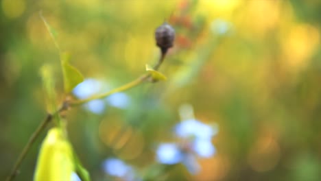 A-plant-with-green-leaves-and-blue-flowers-in-natural-light