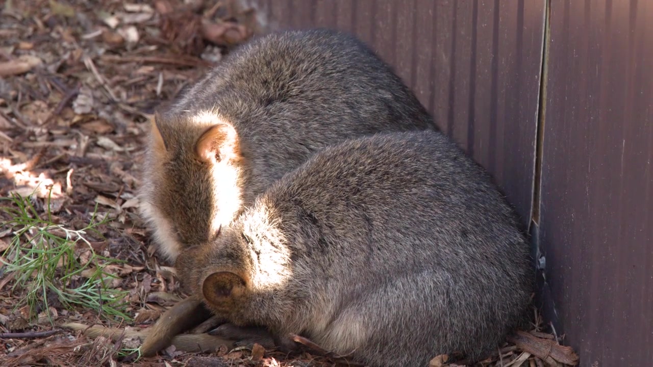 Due teneri quokka si stringono l'uno all'altro, riposando e pulendosi alla luce naturale del sole a Dubbo, in Australia