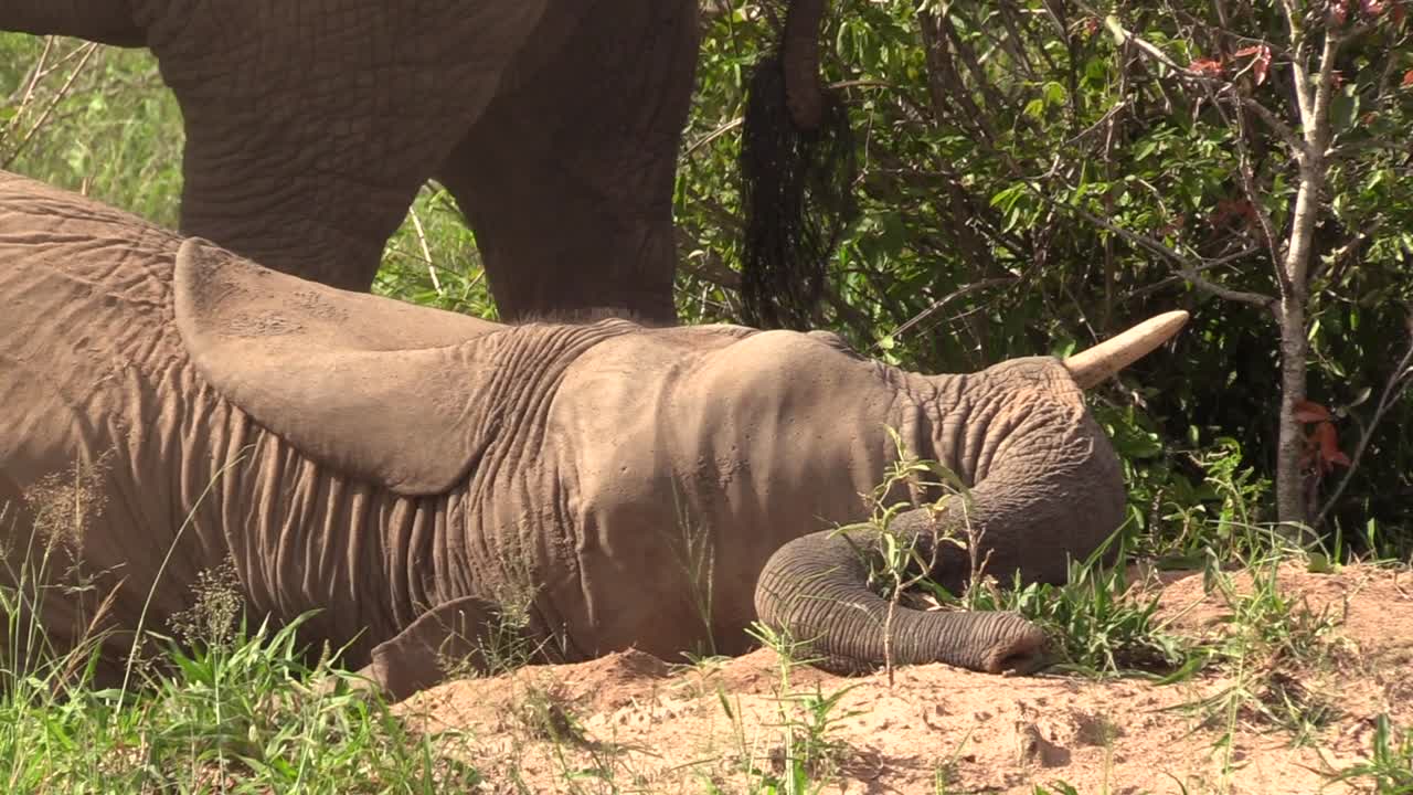 코끼리는 땅에 누워 휴식을 취하고 있다