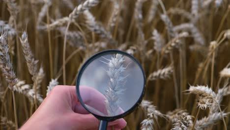 Close-up of Wheat Through Magnifying Glass