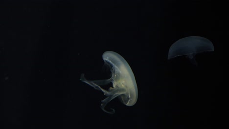 movimiento gracioso de las medusas en un ambiente acuático oscuro