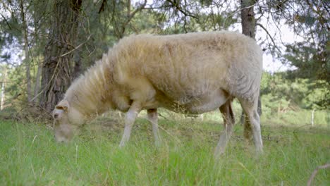 plano general de una sola oveja merina blanca pastando en una zona boscosa con pinos en el fondo