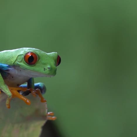 Nahaufnahme-Eines-Rotäugigen-Laubfrosches,-Der-In-Zeitlupe-Von-Einem-Blatt-Im-Dschungel-Springt