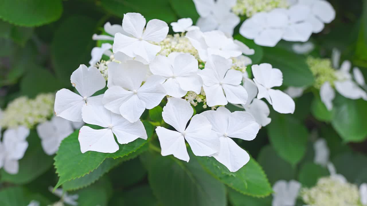 hermosa hortensia en un parque